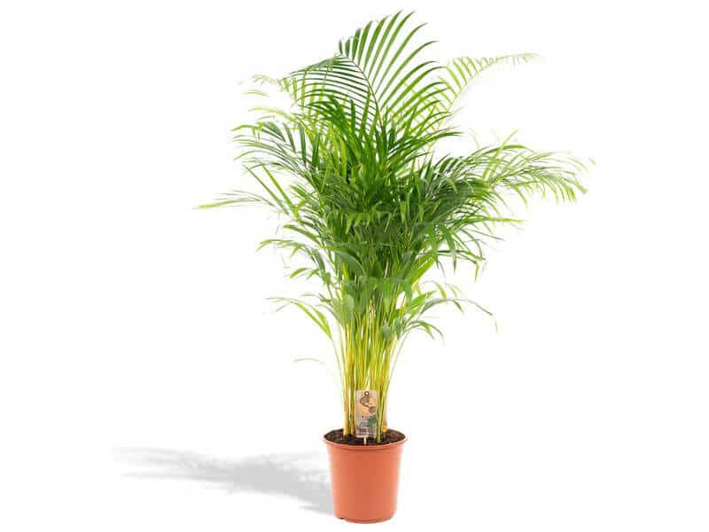 Goudpalm areca palm