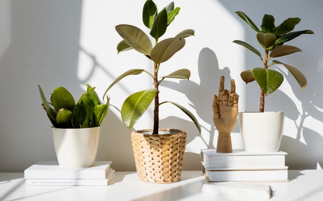 Echte planten vs. kunstplanten: De beste keuze voor jouw interieur